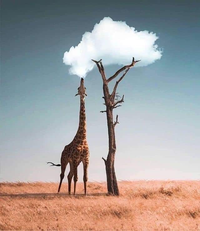 kamilopardali