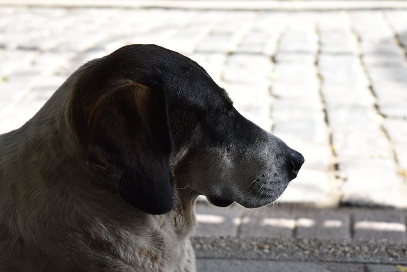 Φόντο